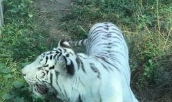 天津动物园爆料视频最新,神秘动物亮相引围观！